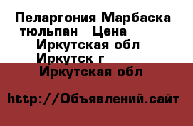 Пеларгония Марбаска тюльпан › Цена ­ 350 - Иркутская обл., Иркутск г.  »    . Иркутская обл.